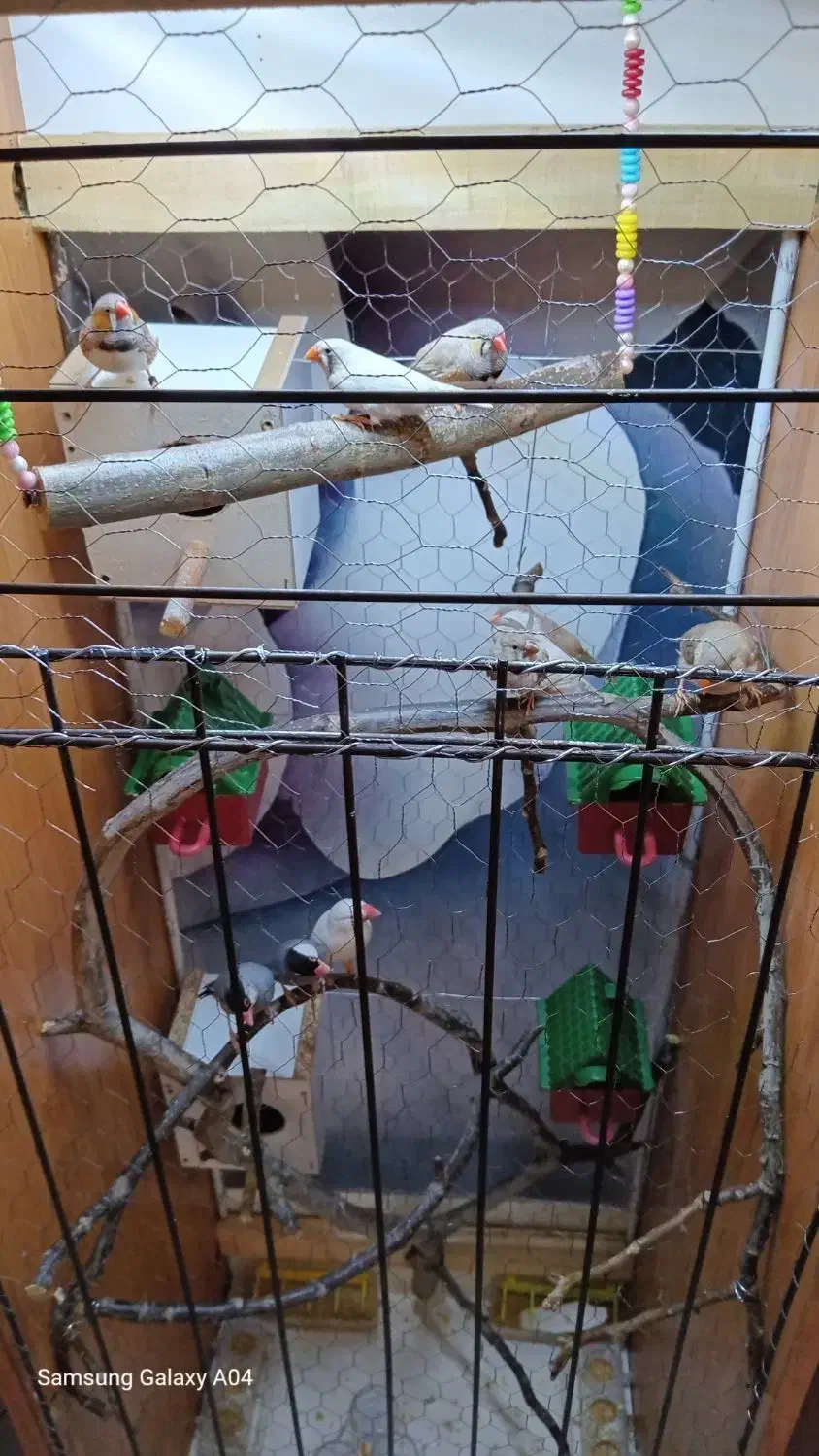 قفس بزرگ با پرنده|لوازم جانبی حیوانات|مشهد, امیریه|دیوار