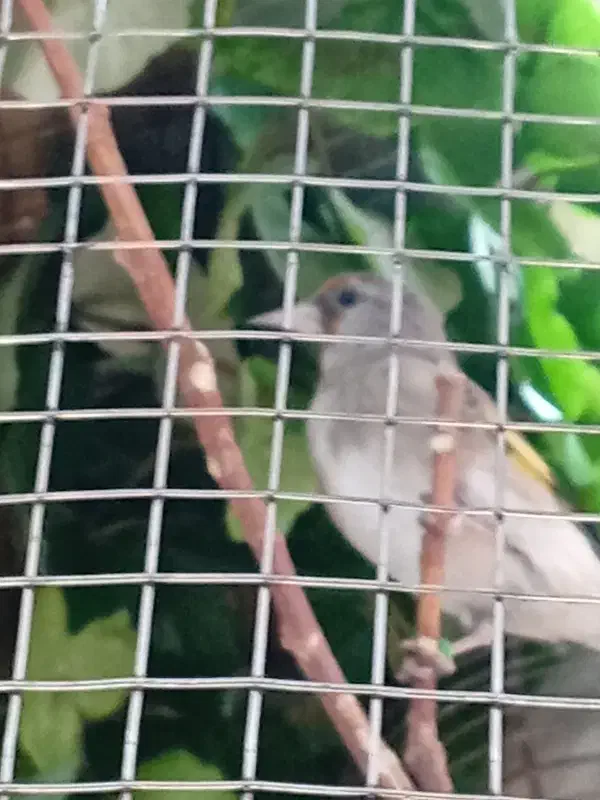 جوجه سهره|پرنده|کرمان, |دیوار