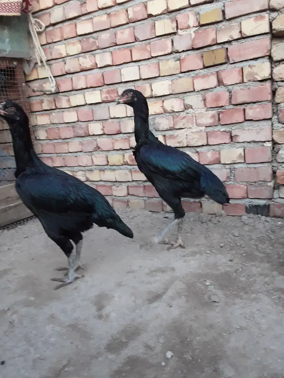 مرغ لاری۷ماهه|حیوانات مزرعه|میاندوآب, |دیوار