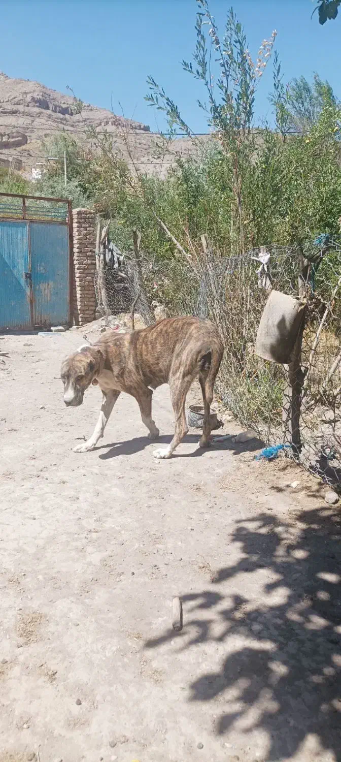 سگ گله|حیوانات مزرعه|فریمان, |دیوار