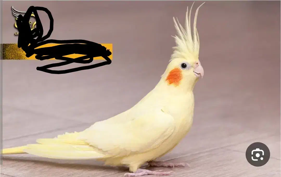 گمشده|حیوانات|میبد, |دیوار