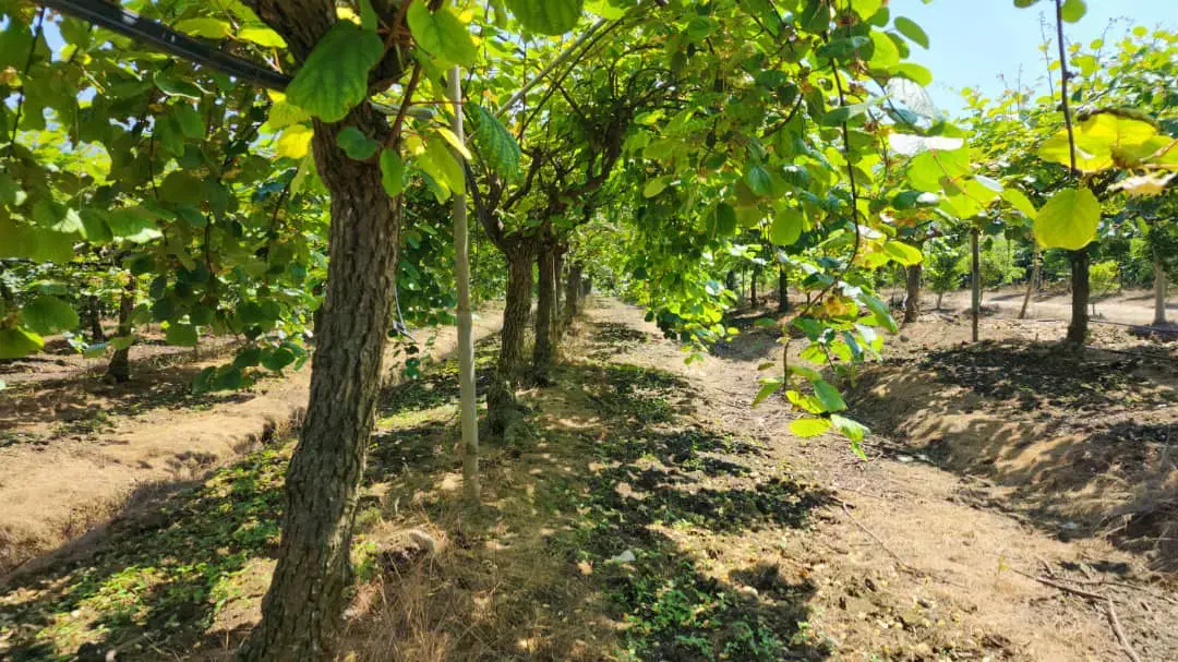 چند کارگر جوان زرنگ برای کار در باغ با جای خواب|استخدام سرایداری و نظافت|عباس‌آباد, |دیوار