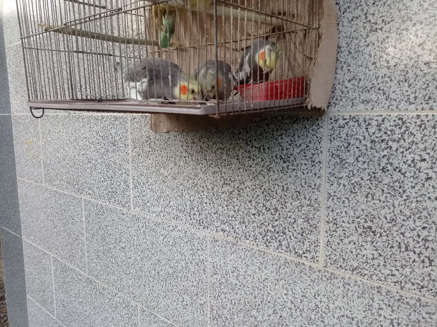 معاوضه پرنده عروس|پرنده|سیاهکل, |دیوار