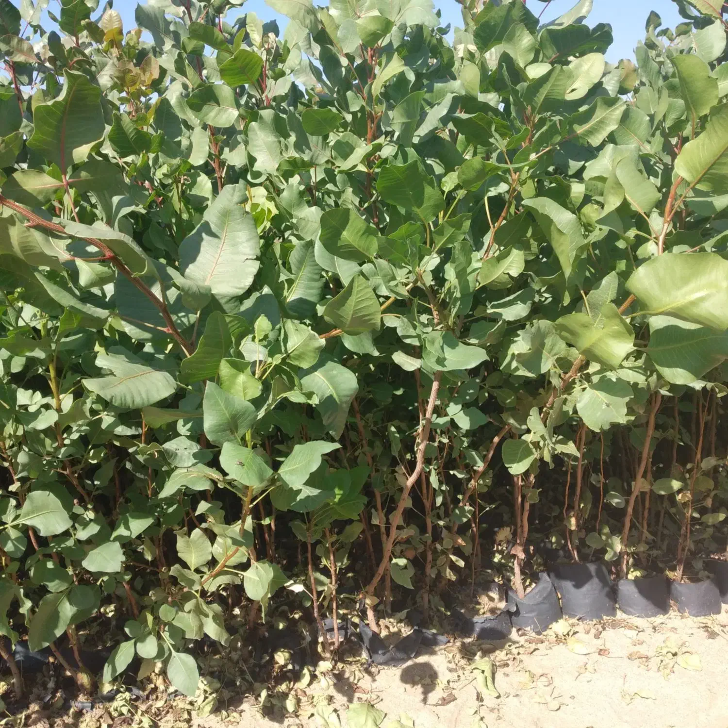 نهال پسته گلدانی ارسال از یزد هست|خدمات باغبانی و درختکاری|سروستان, |دیوار