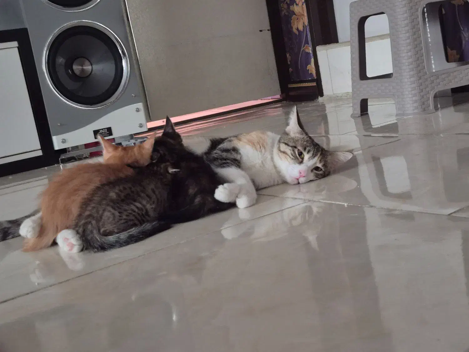 واگذاری حیوان. گربه|گربه|تهران, جیحون|دیوار