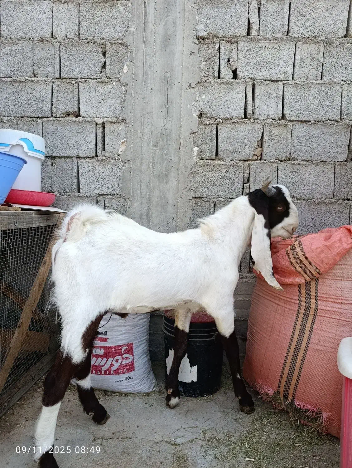 نربز گلابی|حیوانات مزرعه|چغادک, |دیوار