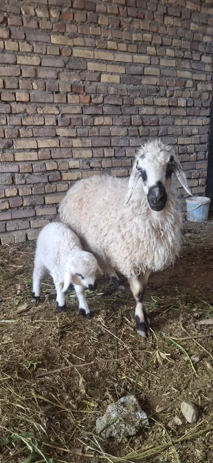 گوسفند|حیوانات مزرعه|خوسف, |دیوار