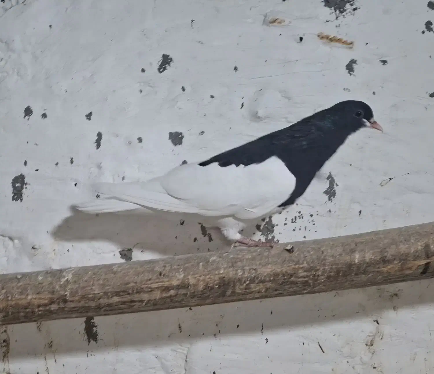 کبوتر|پرنده|شبانکاره, |دیوار