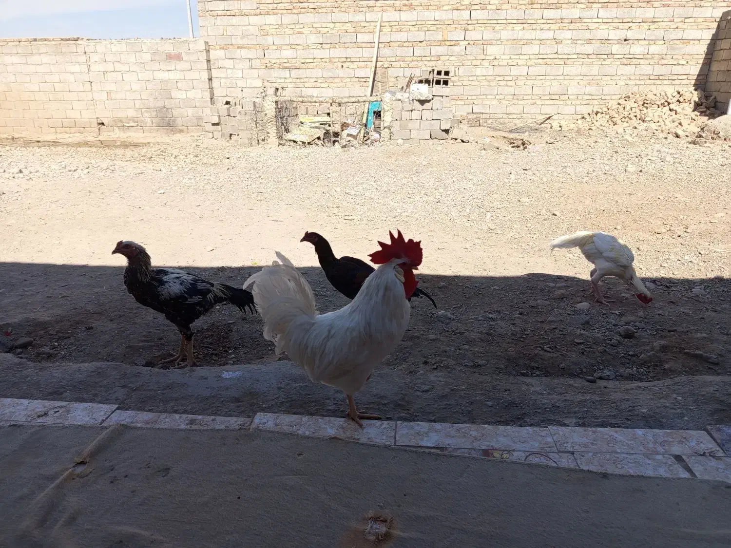 مرغ بلوچی ۶عدد خروس 1عددماکیان ۱عددگوچ|حیوانات مزرعه|ایرانشهر, |دیوار