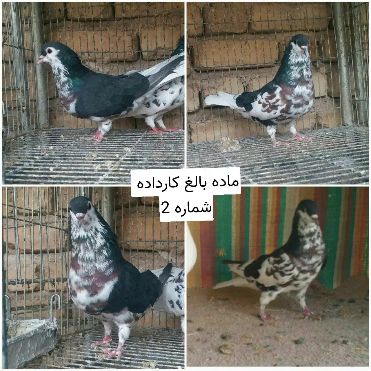 کبوتر طوقی و شهری یال چپ فیروزآباد میمند|پرنده|شیراز, عفیف‌آباد|دیوار