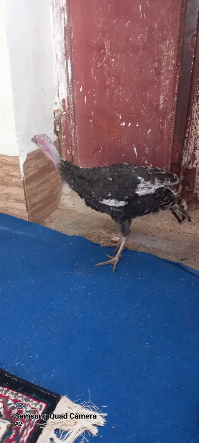 بوقلمون ماده ۷ ماهه|حیوانات مزرعه|زابل, |دیوار