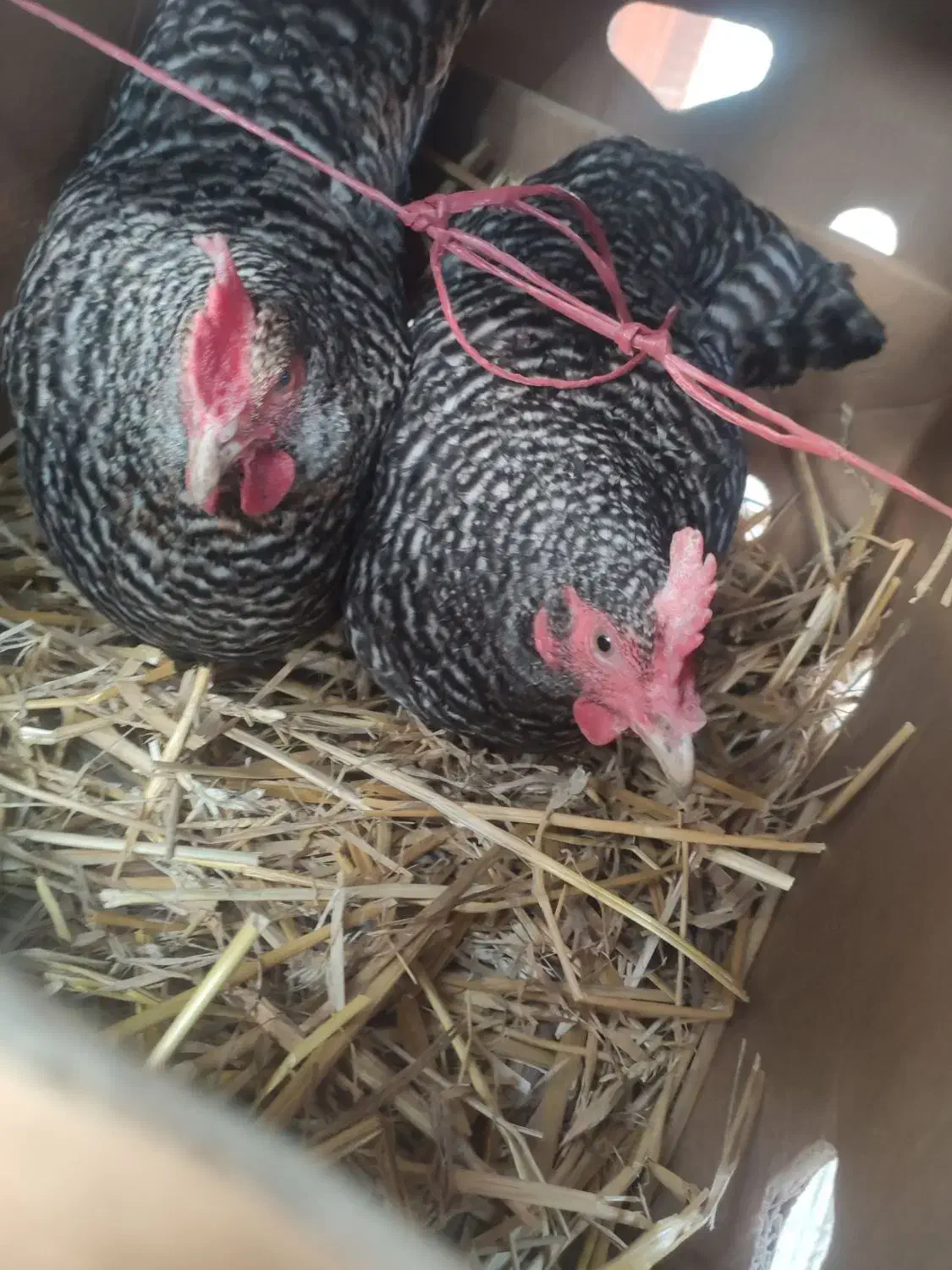 تخم نطفه دار امروک|حیوانات مزرعه|نوشهر, |دیوار