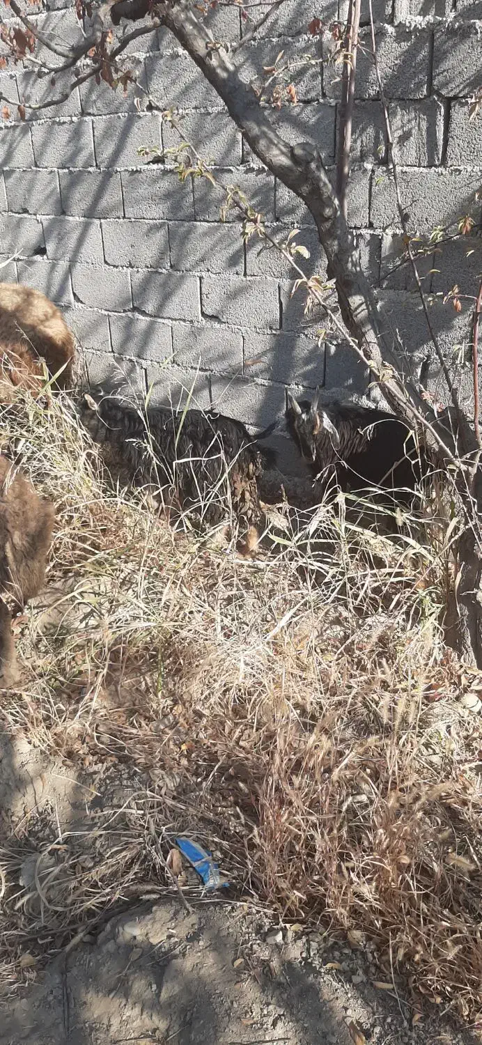 بز بزغاله گوسفند بره|حیوانات مزرعه|هشتگرد, ایقربلاغ|دیوار