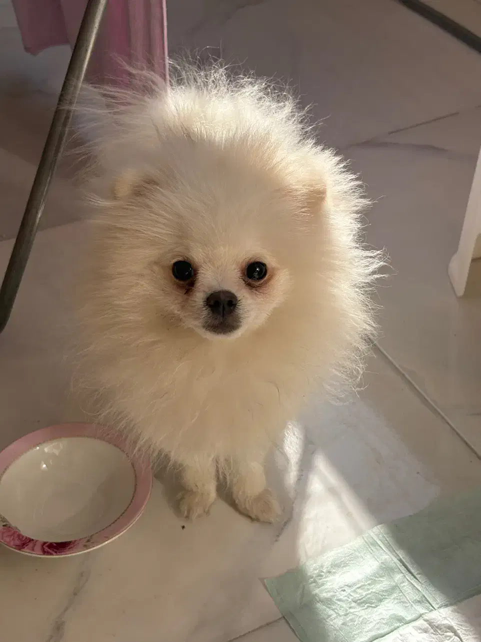 پامر باهوش خرسی|سگ|فردیس, شهرک سپاه|دیوار