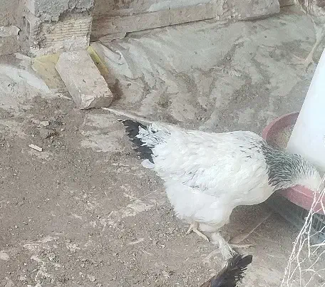 تخم  مرغ نطفه دار .خروس برهما .  ابخوری و دانخوری|حیوانات مزرعه|کرمانشاه, |دیوار