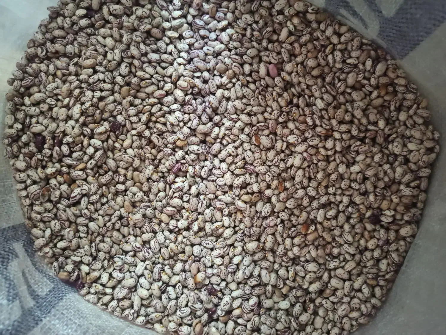 لوبیا تلاش اصلاح شده|خوردنی و آشامیدنی|اهر, |دیوار