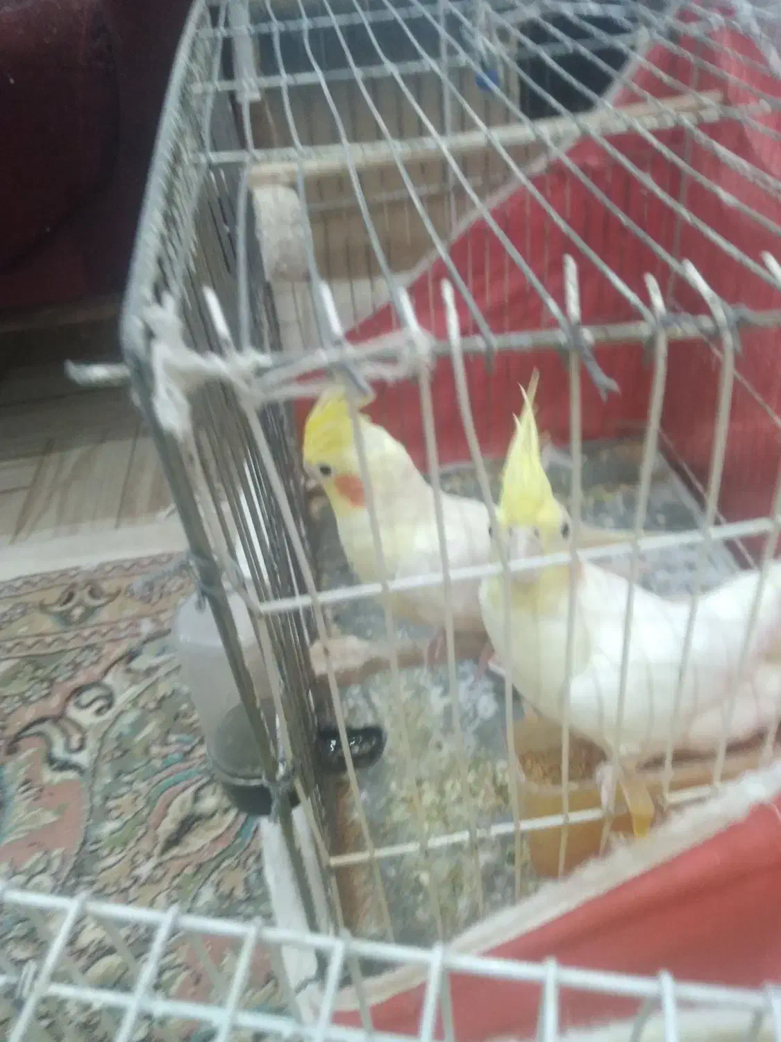 یکجفتعروسهلندیلوتینو|پرنده|تربت جام, اسماعیل آباد|دیوار