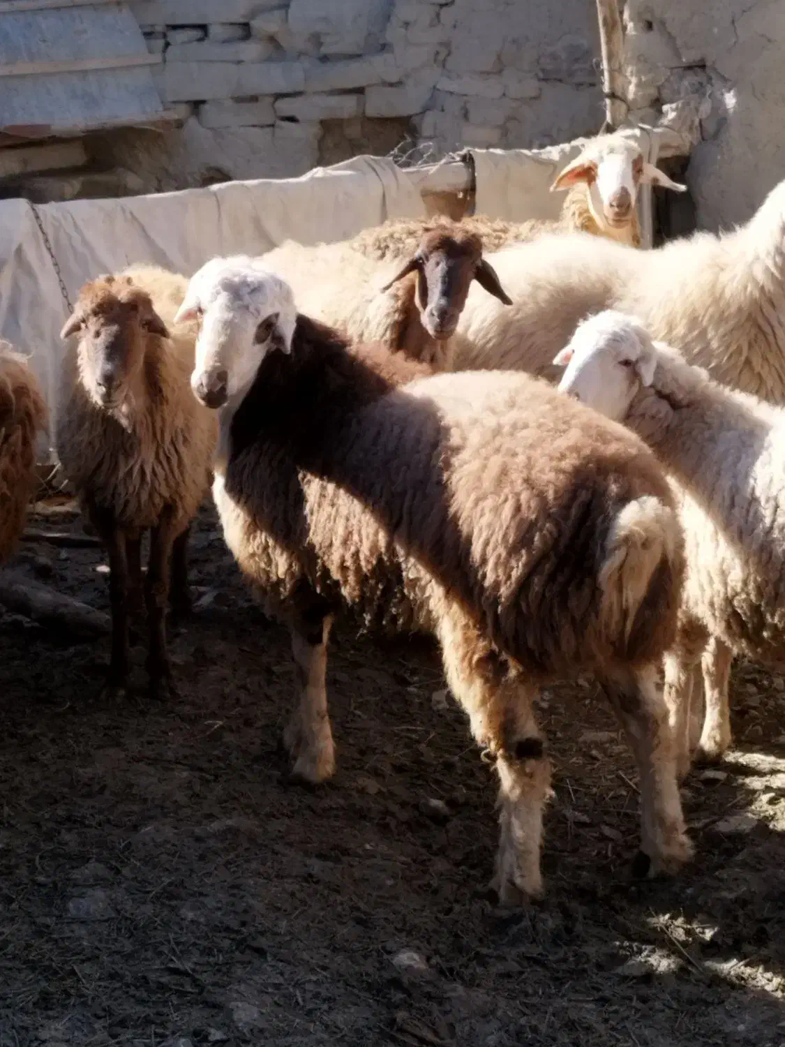 بره بزری|حیوانات مزرعه|شیروان (خراسان), |دیوار