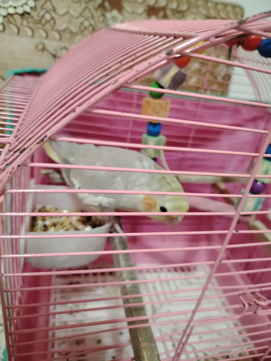 عروس هلندی ماده|پرنده|صومعهسرا, |دیوار