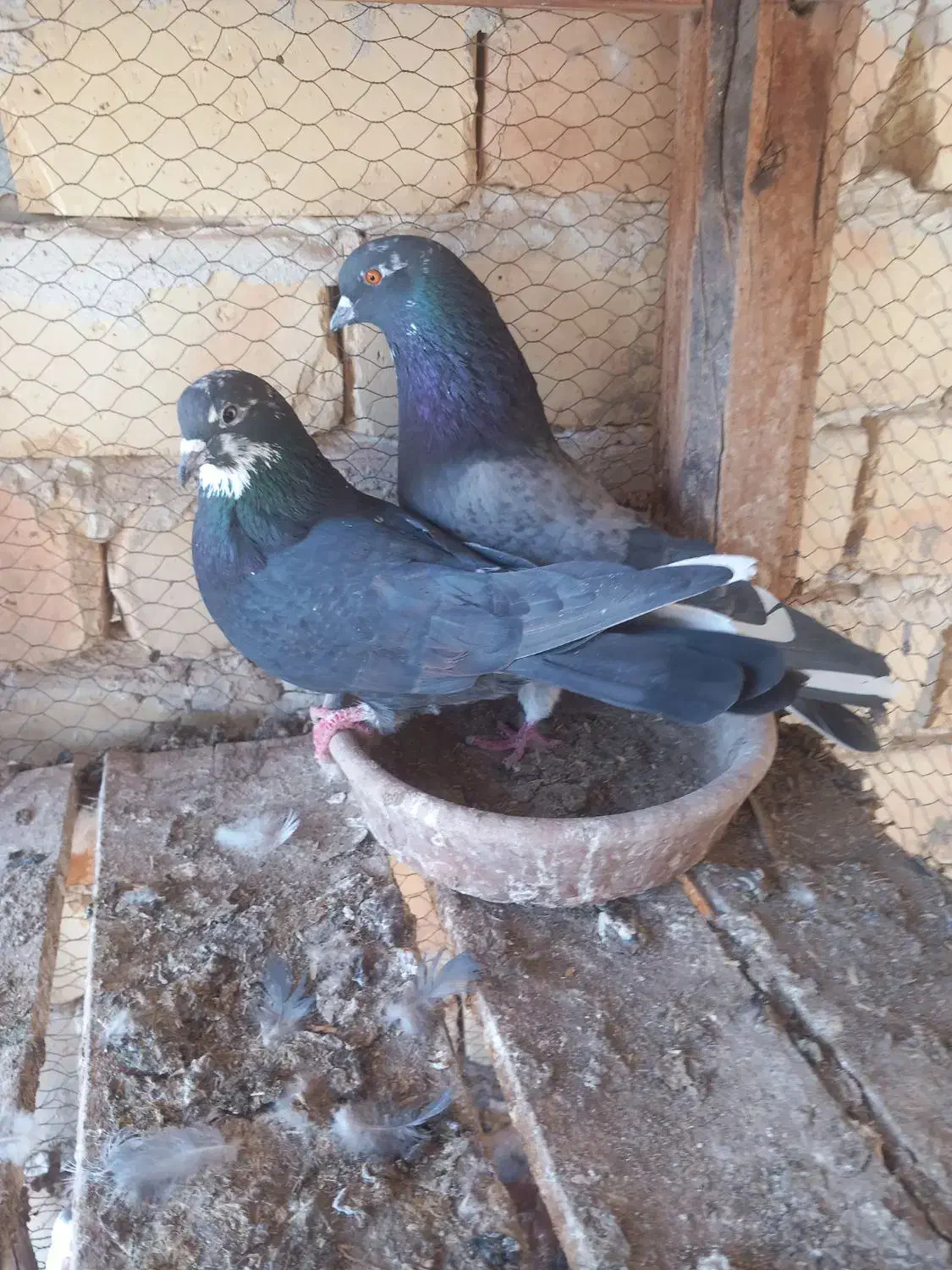 پرنده|پرنده|آران و بیدگل, |دیوار