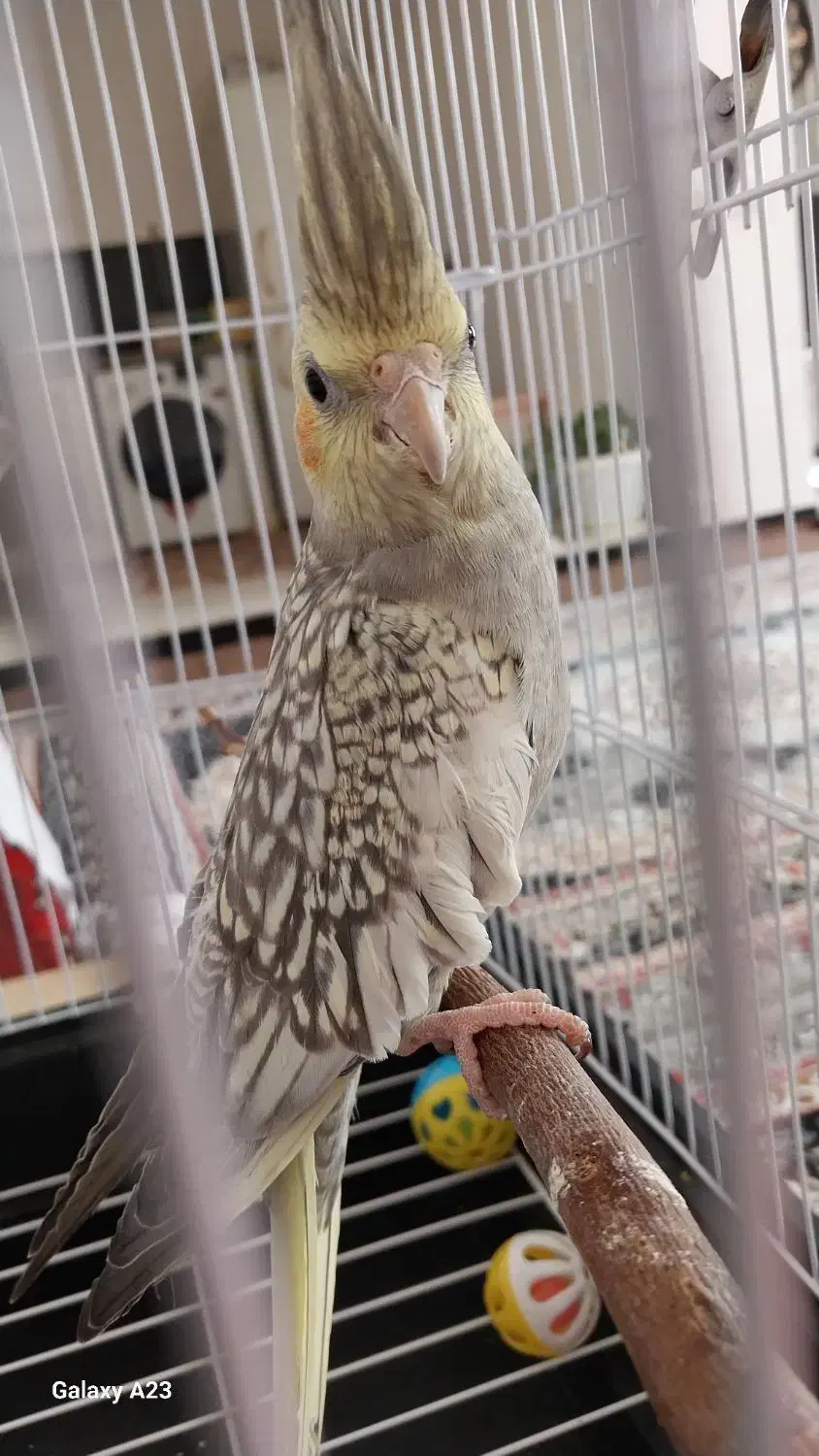 عروس هلندی نر صدفی پروانه ای|پرنده|تربت جام, شهرک آزادگان|دیوار