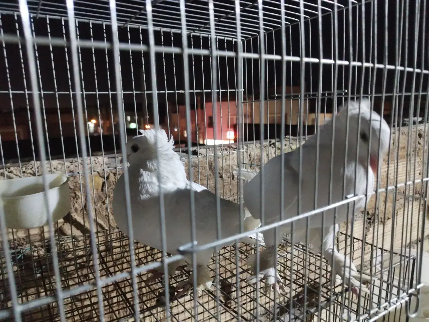 کفتر|پرنده|قم, ولیعصر|دیوار