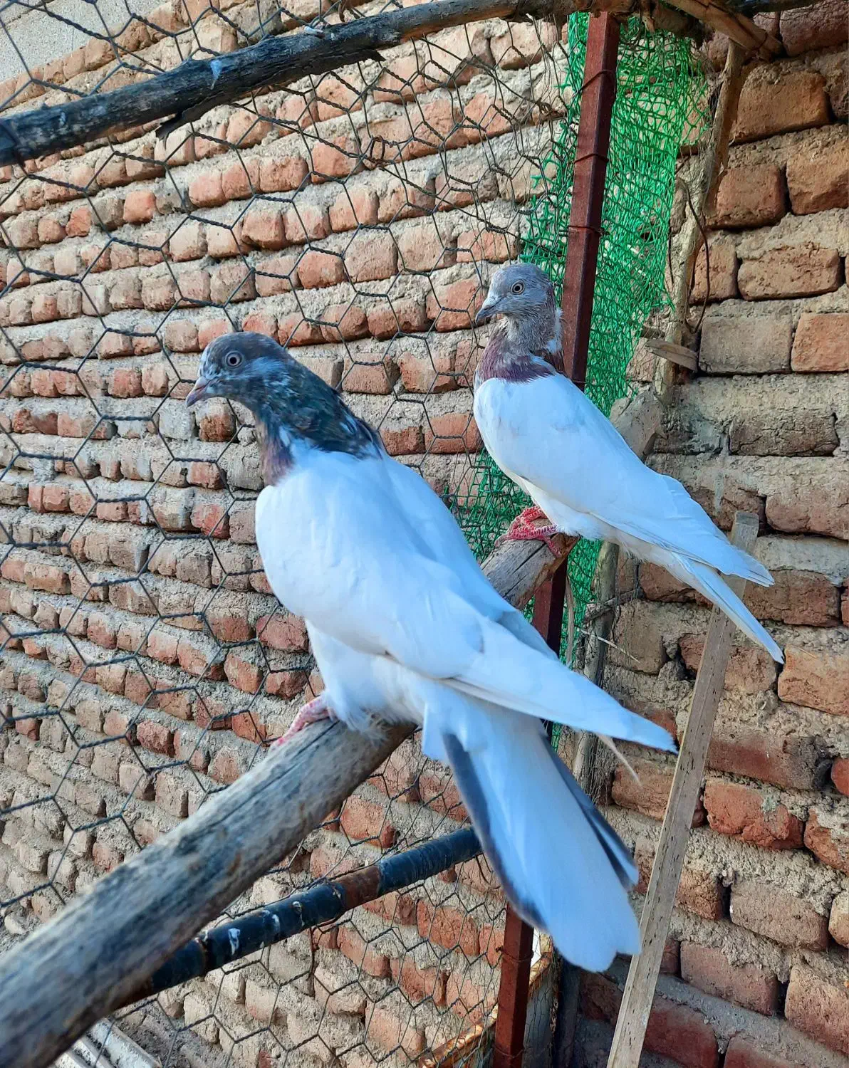 سپه نر و ماده|پرنده|اردبیل, |دیوار