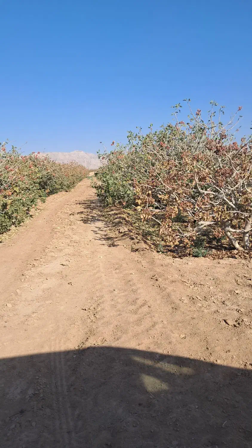 ۱۰ساعت آب و زمین پسته اکبری مرغوب|فروش دفتر صنعتی، کشاورزی، تجاری|مهریز, |دیوار