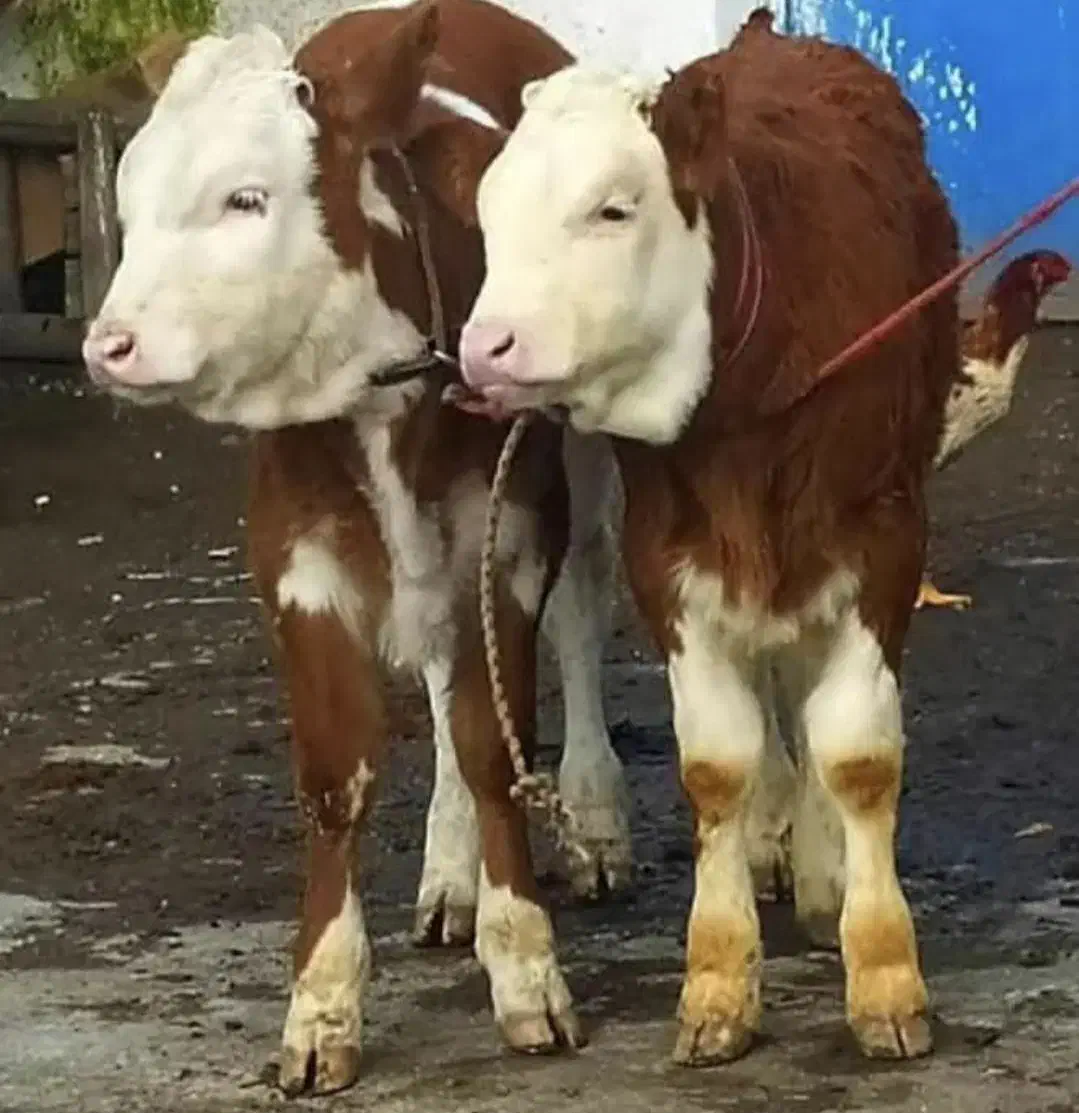 خریدفروش گوساله|حیوانات مزرعه|قم, باغ شریفی|دیوار