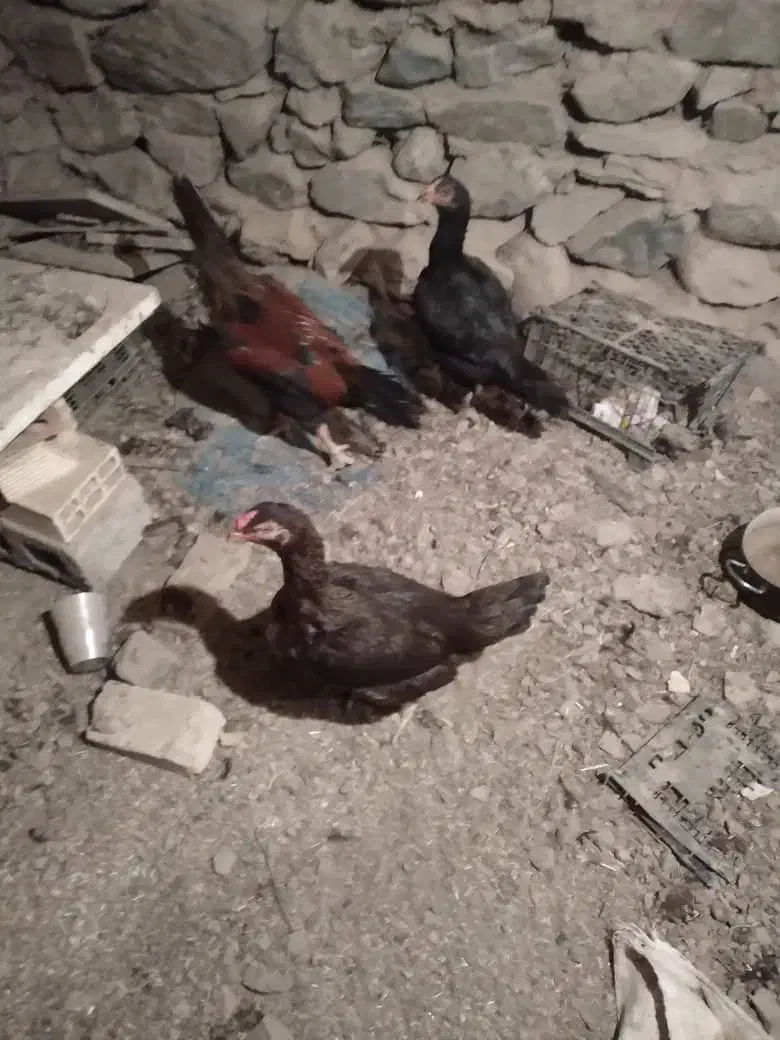 دو عدد مرغ|پرنده|مریوان, |دیوار