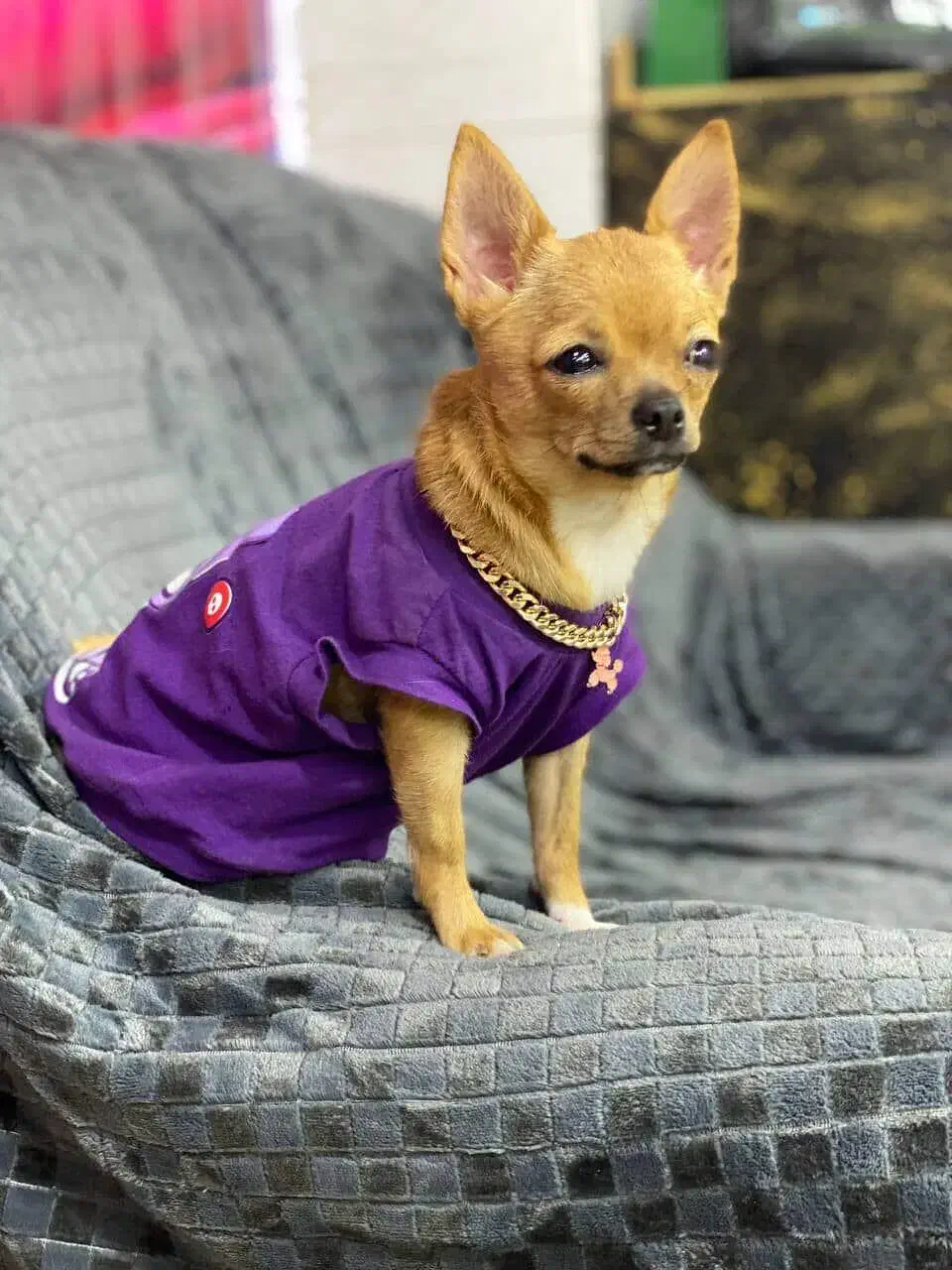 سگ شیواوا ماده|سگ|شهریار, شهرک شاهد|دیوار