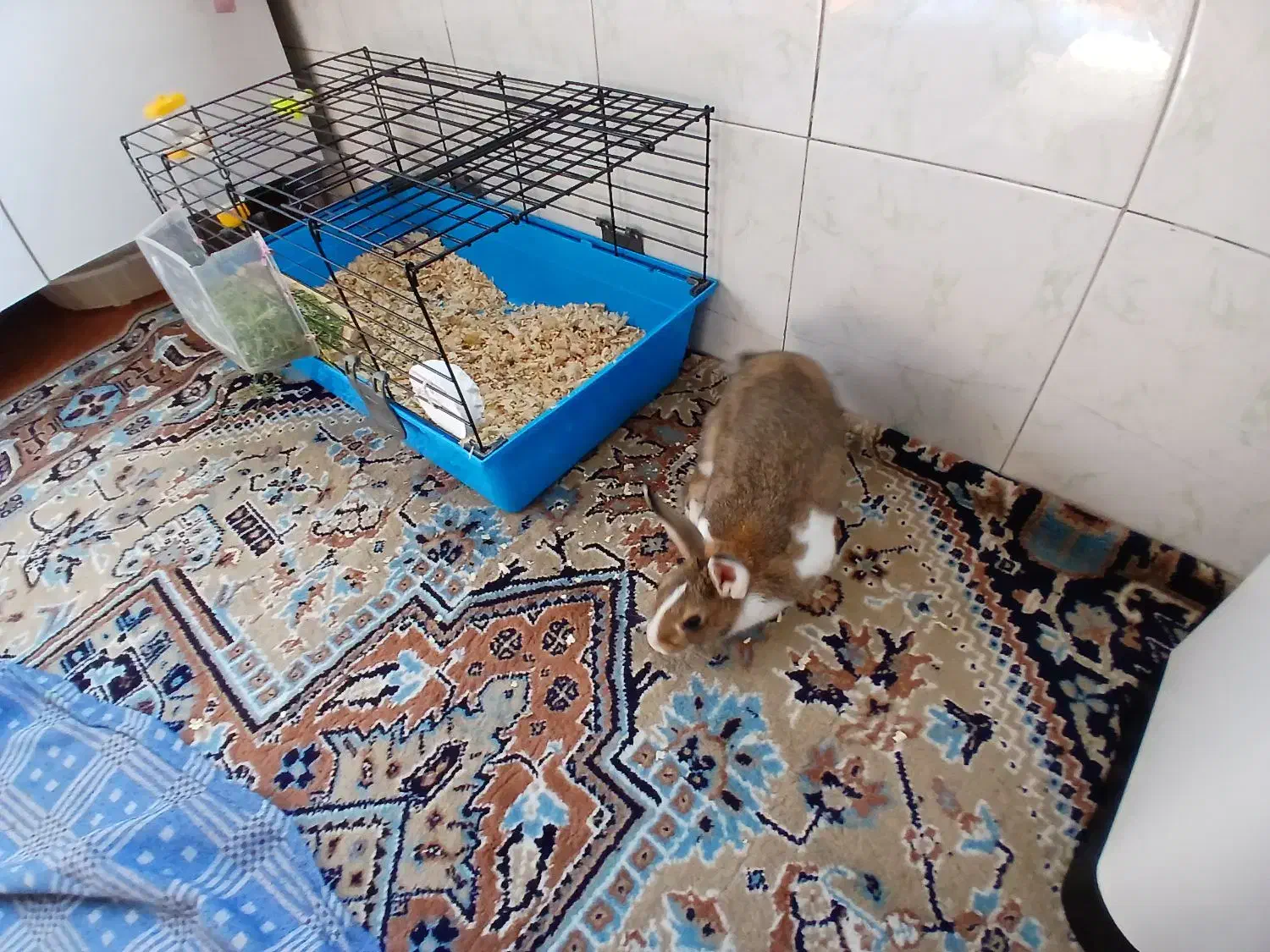 خرگوش|موش و خرگوش|شهریار, شهریار|دیوار