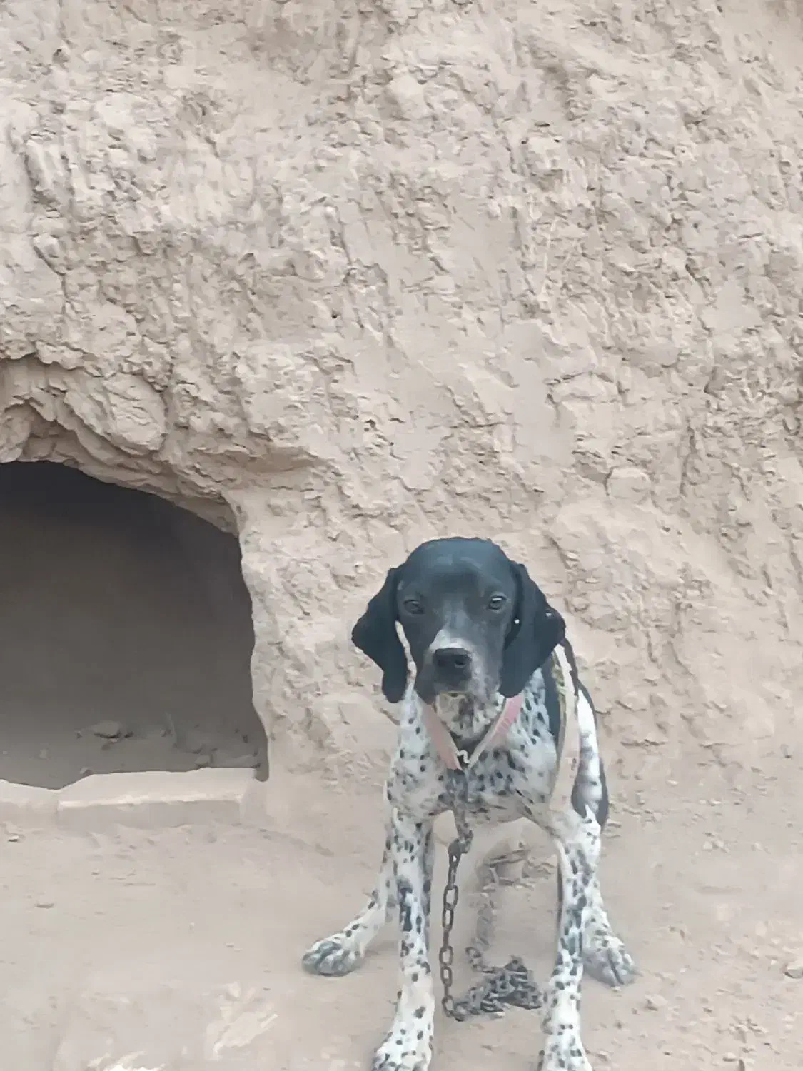 توله شکاری|سگ|گلی داغ, |دیوار