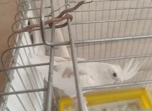 عروس هلندی دوکت البینو|پرنده|شوش, |دیوار