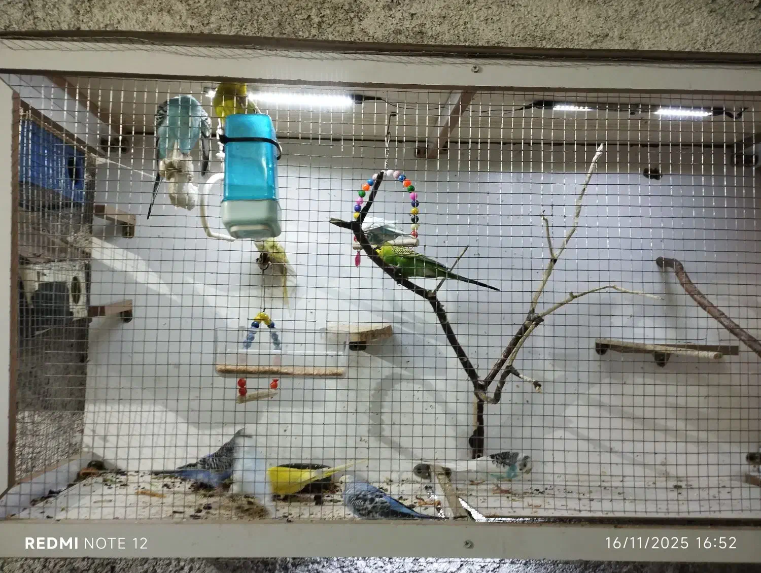 پرنده مرغ عشق|پرنده|بیرجند, |دیوار