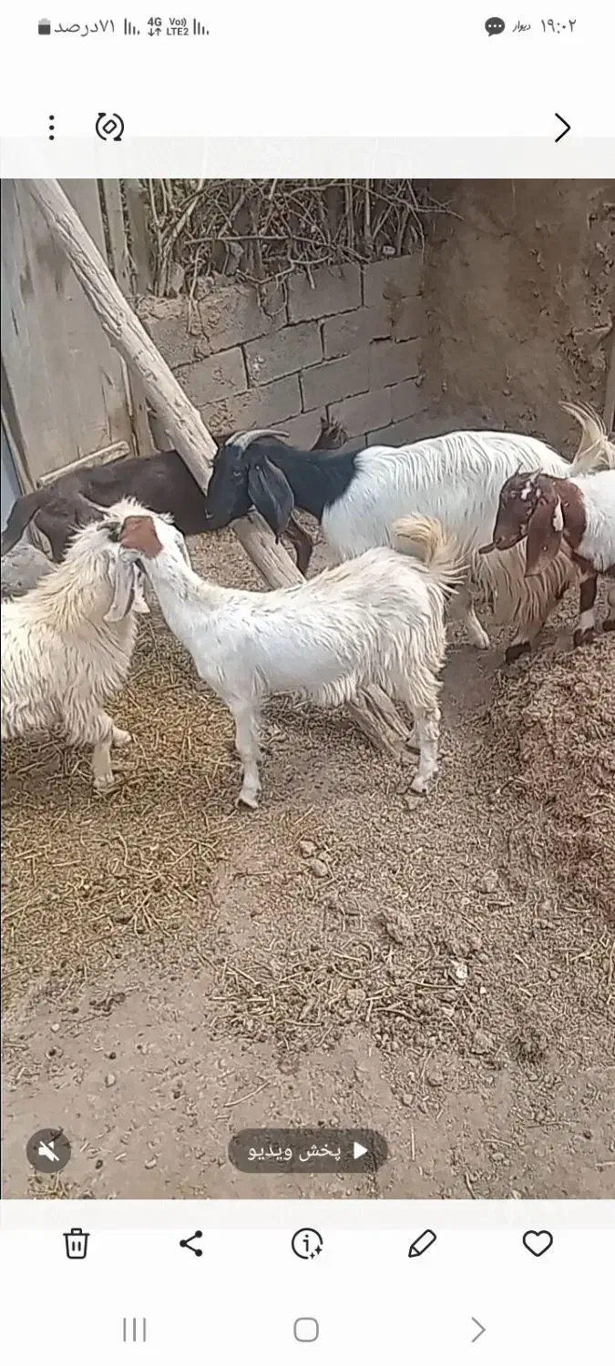 بز و بزغاله|حیوانات مزرعه|خواف, |دیوار