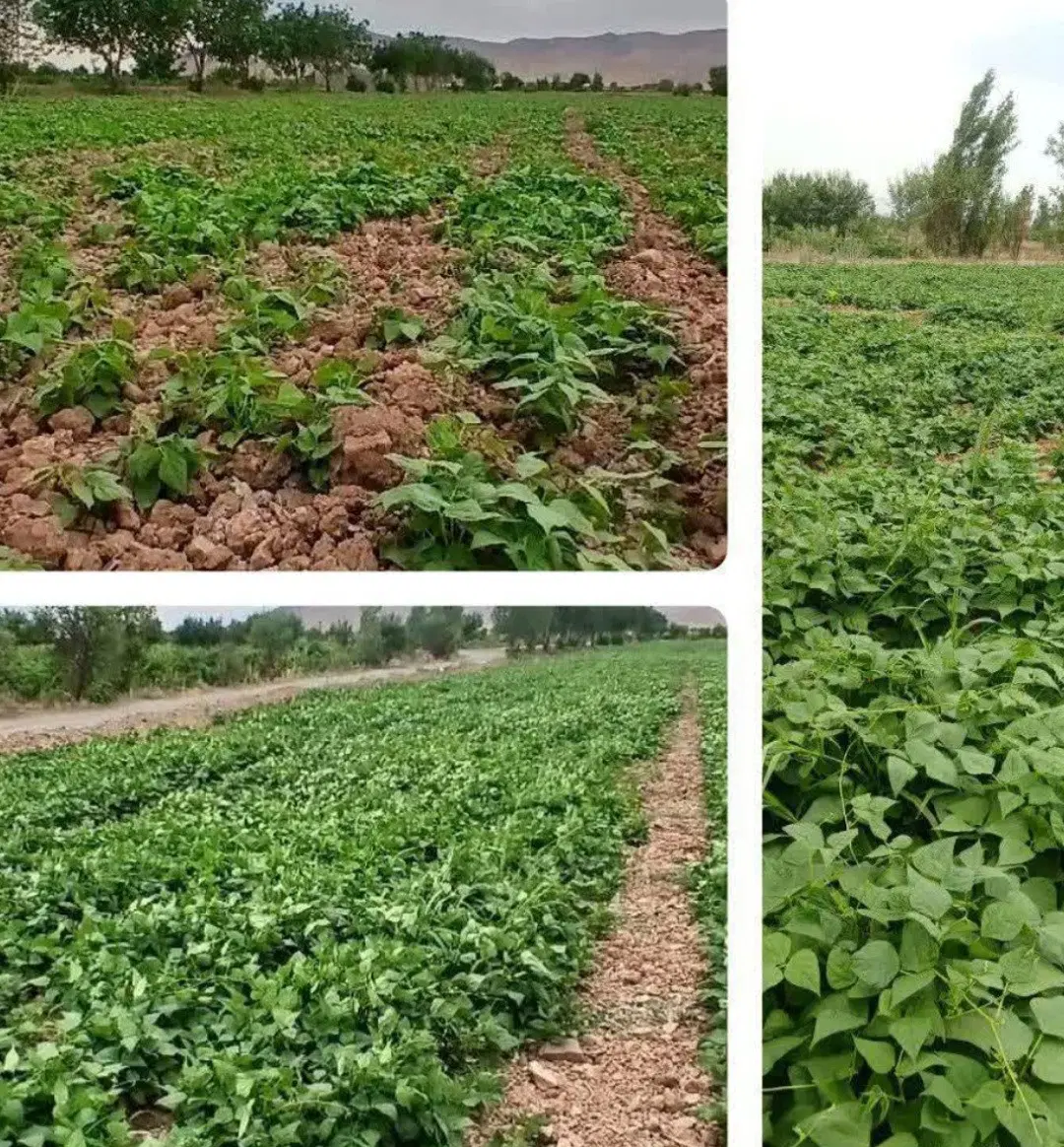 کارشناس کشاورزی/گیاه شناس/حقوق بالای ۵۰ تومن|استخدام صنعتی، فنی، مهندسی|تهران, سلسبیل جنوبی|دیوار