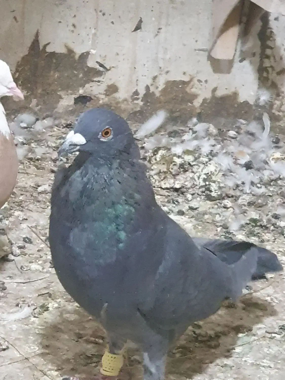 قره یا سیاه پلاکی نر|پرنده|مرودشت, بیست متری بیمارستان|دیوار