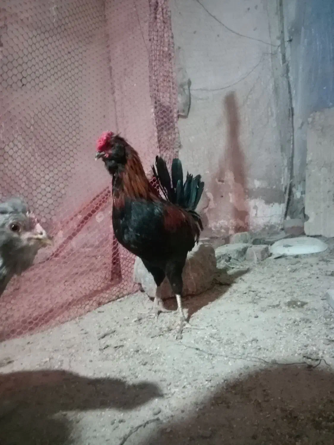 خروس گلین و برهما|حیوانات مزرعه|یزدان شهر, |دیوار