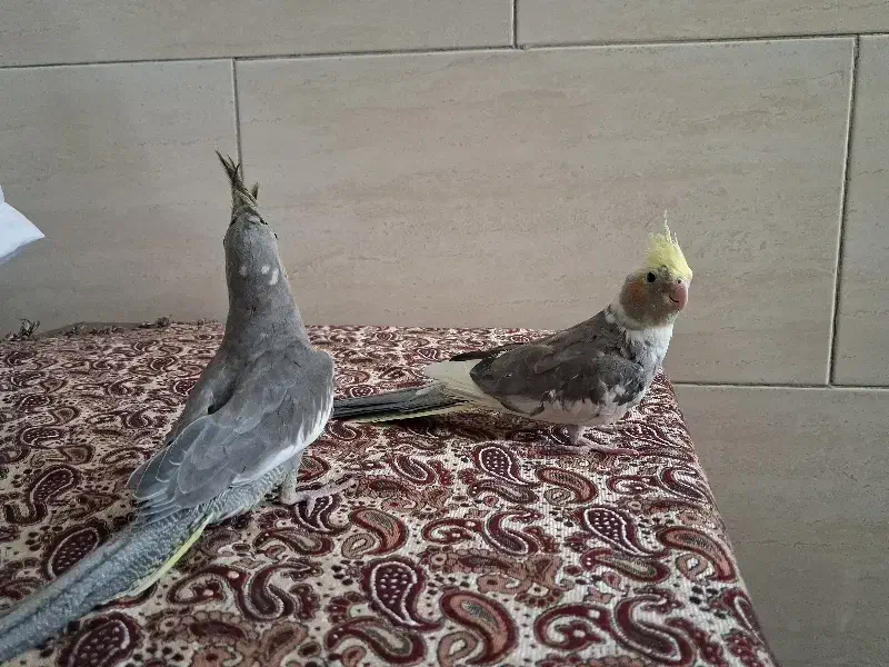 4000000میلیون|پرنده|وحیدیه, |دیوار