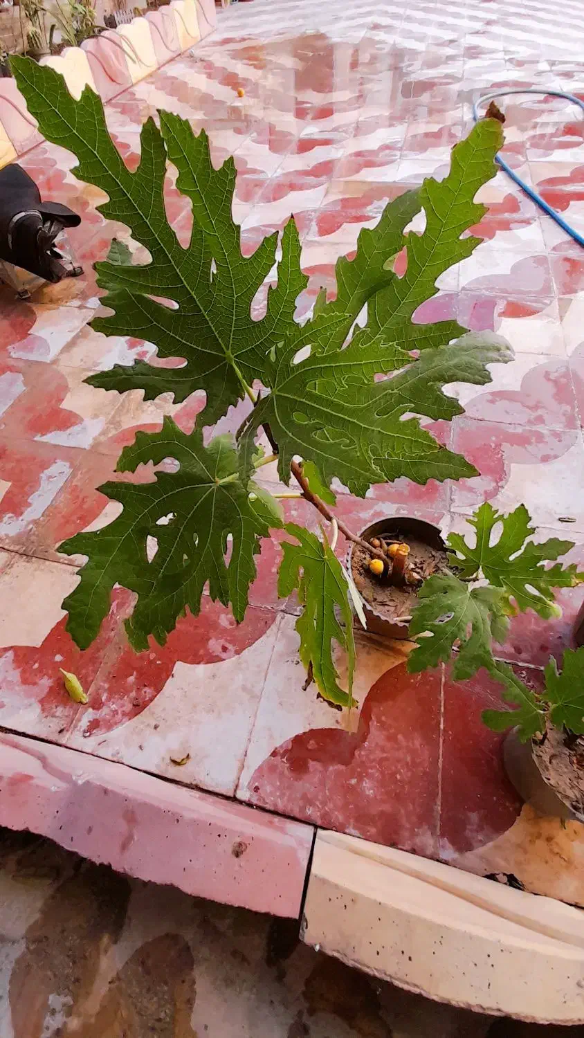 نهال انجیر|گل و گیاه طبیعی|کازرون, |دیوار