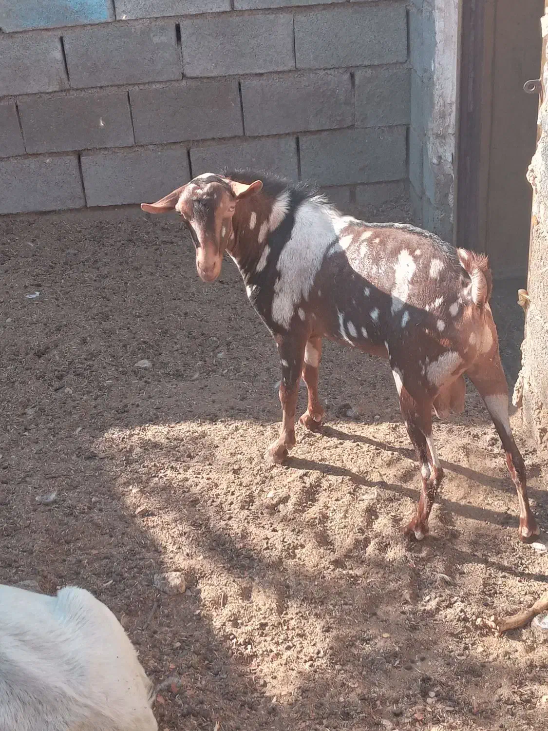 نری پچی|حیوانات مزرعه|بندرعباس, |دیوار