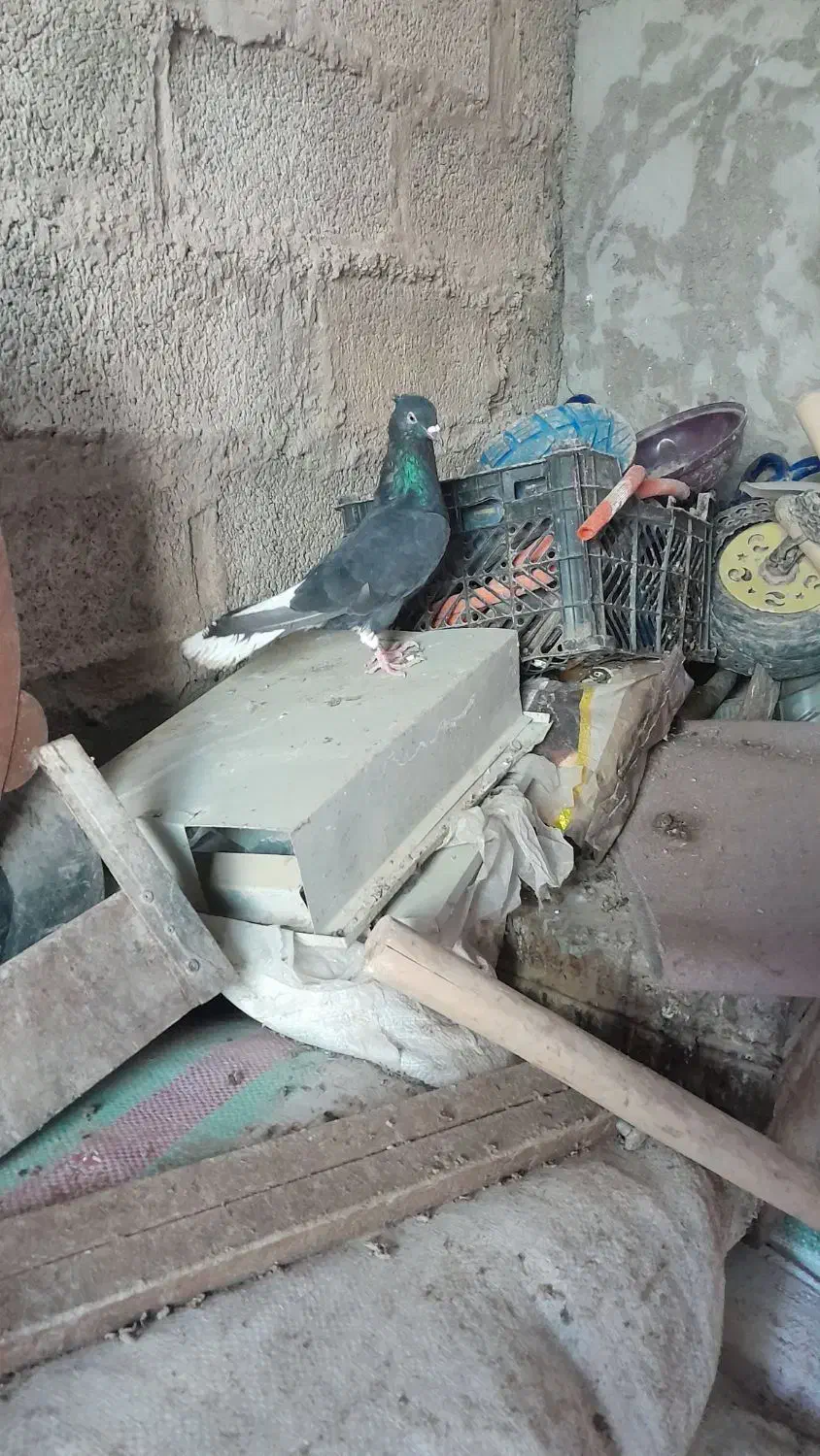 کبوتر اشعل نر|پرنده|کارون, |دیوار