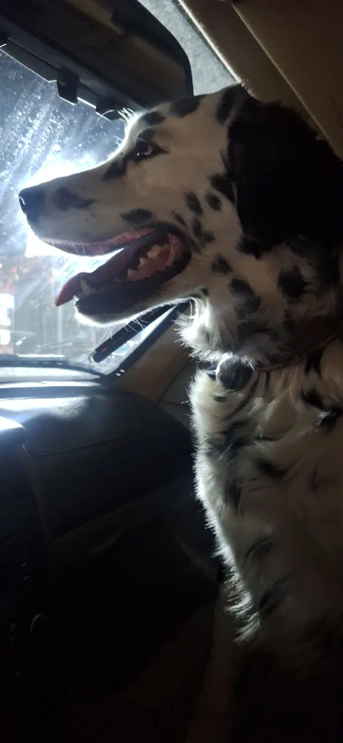 dalmatian|سگ|شیراز, بعثت|دیوار
