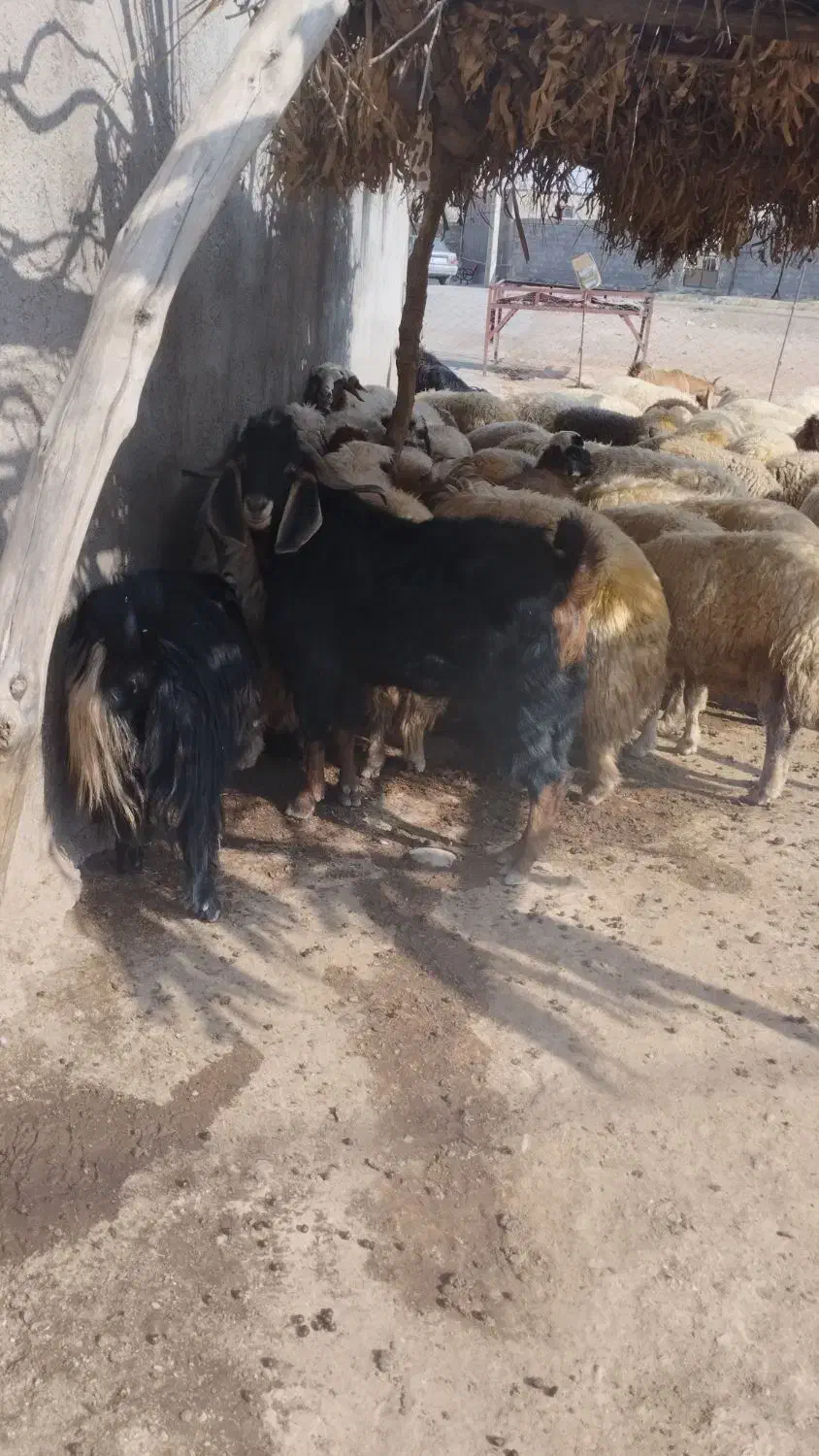 بز نر|حیوانات مزرعه|دره شهر, |دیوار