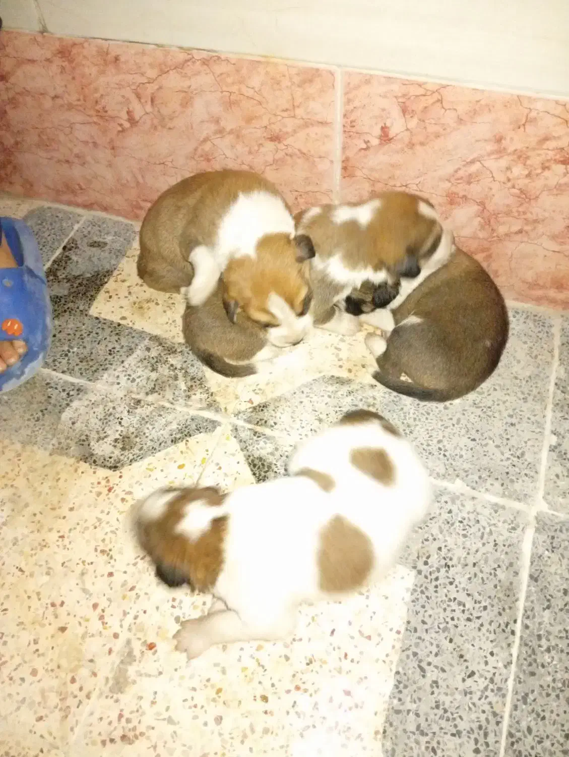 واگزاری رایگان توله|سگ|بهبهان, |دیوار