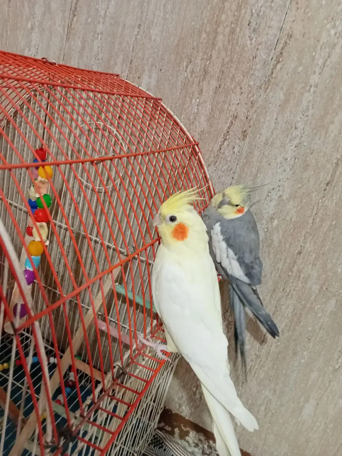 دو عدد عروس هلندی ب فروش میرود|پرنده|کرج, حصارک پایین|دیوار