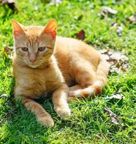 گربه واگذاری|گربه|بندرعباس, |دیوار