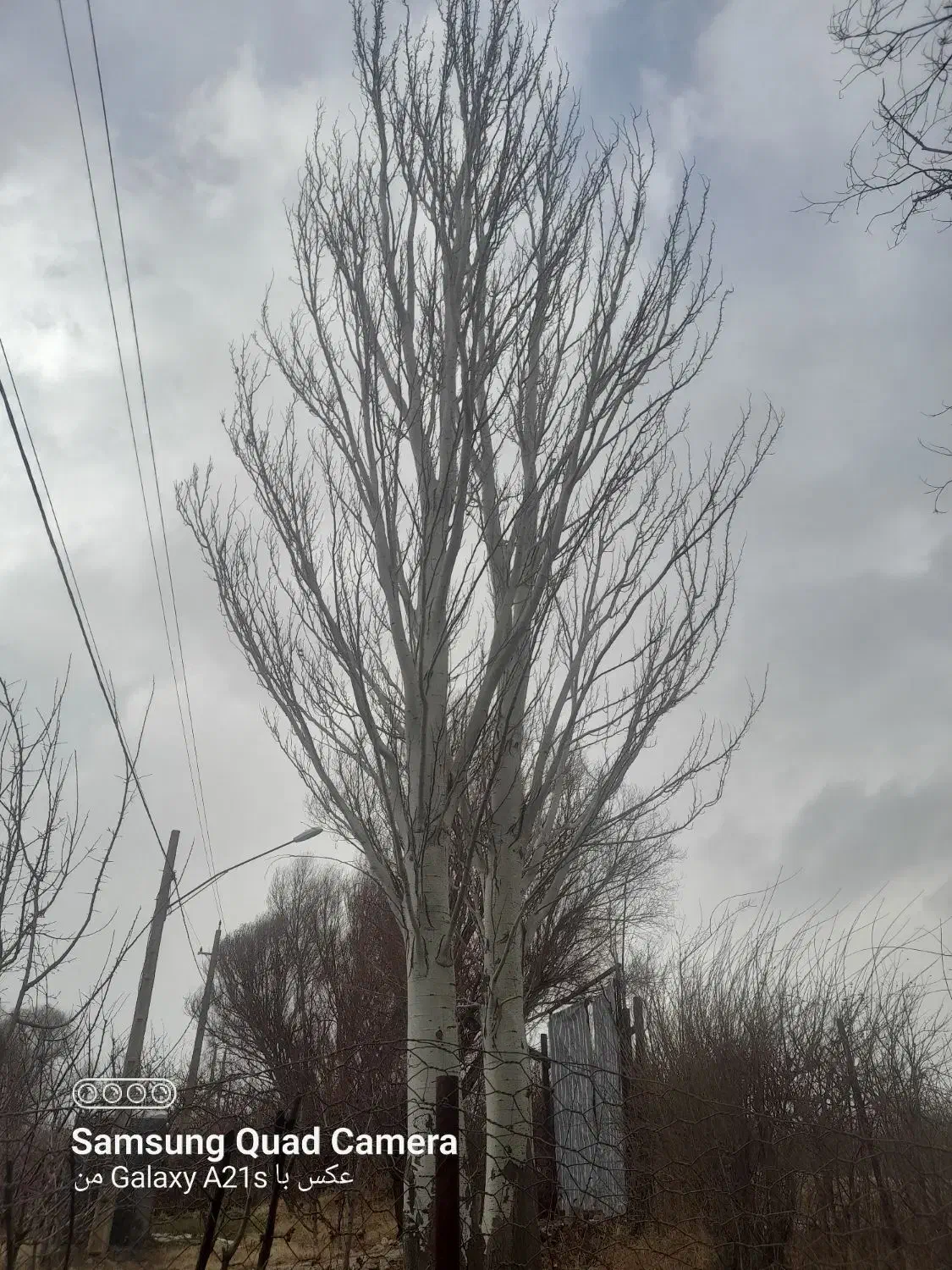 خریدار چوب درخت و بیشه|خدمات باغبانی و درختکاری|بروجرد, |دیوار