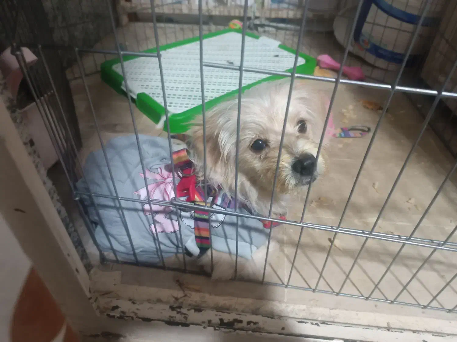 سگ اشپیتز بازیگوش|سگ|قزوین, |دیوار